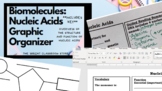 Biomolecules: Nucleic Acids Graphic Organizer *DOCX fully 