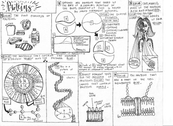 Preview of Biomolecules: Protein Coloring Sheet