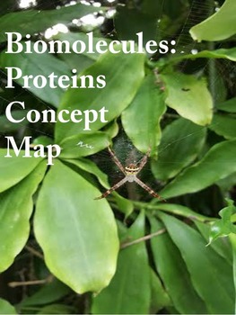 Preview of Biomolecules: Proteins Concept Map (High/Middle School)