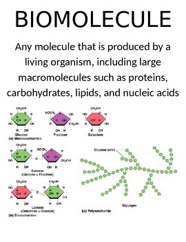 Preview of Biomolecules Word Wall
