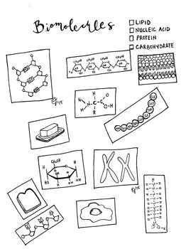 Preview of Biomolecules coloring sheet: lipid, protein, nucleic acid, and carbohydrate EOC
