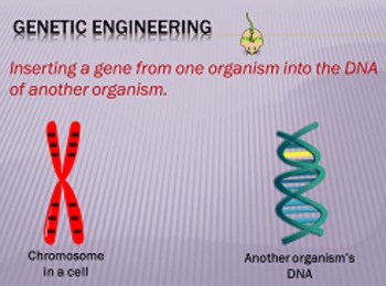 gene cloning animation