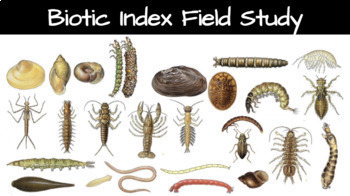 Preview of Biotic Index Field Study