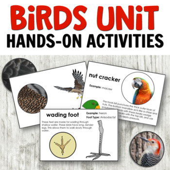 Preview of Montessori Bird Unit Study: Anatomy, Habitats, and Types of Birds