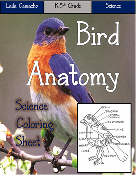 Preview of Bird Anatomy Craft
