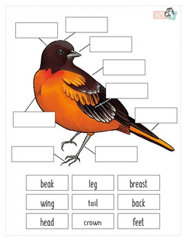 Preview of Bird Anatomy Worksheet
