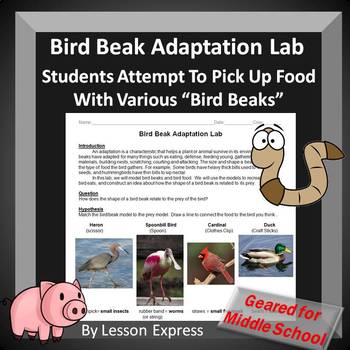Preview of Bird Beak Adaptation Lab -- Middle School