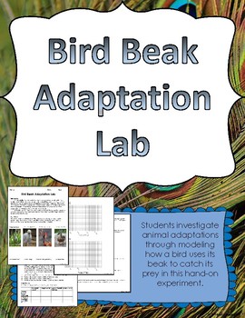 Preview of Bird Beak Adaptation Lab Experiment