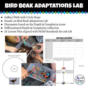 Preview of Bird Beak Adaptations Lab