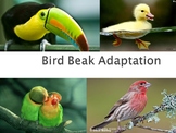 Bird Beak Adaptations Lab