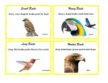 Preview of Bird Beak Cards