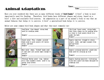 Preview of Bird Beak Investigation - Animal Adaptations