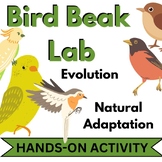 Bird Beak Lab Activity - Evolution and Natural Selection (