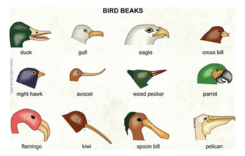 Clicker Bird Name Meaning & Info - Drlogy