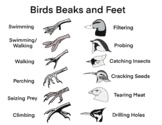 Bird Beaks and Feet - Biology