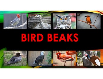 Preview of Bird Beaks-information on different types of bird beaks and how they are used.