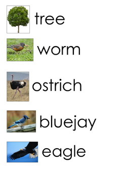 Bird Birds Word Wall