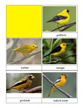 Preview of Bird Color Sorting