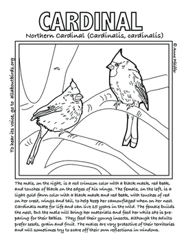 cardinal bird coloring page