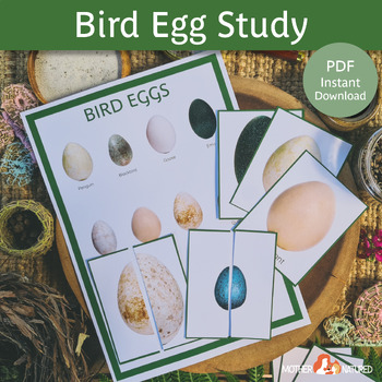 Preview of Bird Egg Identification for Kids | Bird Egg Activity | Bird Egg Poster