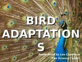 Bird Feet AND Beak Adaptations COMPLETE LESSON