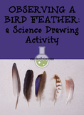 Bird Feather Observations