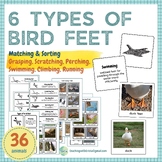 Bird Feet Adaptation Matching & Sorting - 6 Types, Definit