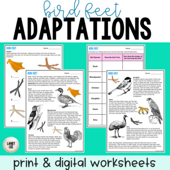 Preview of Bird Feet Adaptations Activity