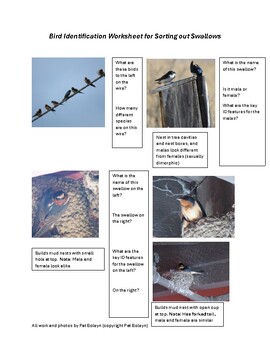 Preview of Bird Identification Worksheet for Sorting out Swallows