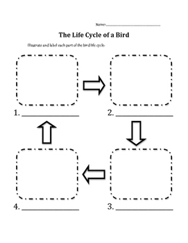 Bird Life Cycle by Heather Halseth Teachers Pay Teachers