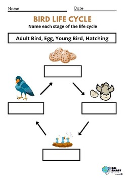 bird life cycle