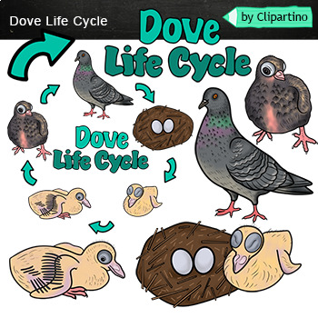 Preview of Bird Life Cycle Clip Art /Dove life cycle Clip Art/ Commercial use 