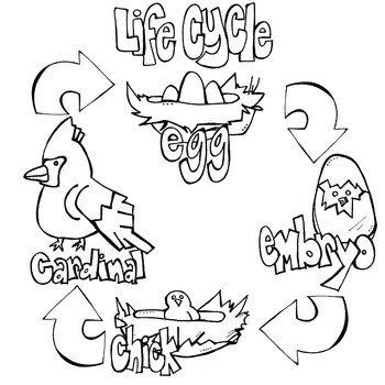 bird cycles