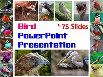 Preview of Bird PowerPoint Presentation for Biology or Zoology