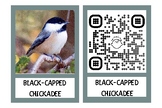 Bird Song Identifier Flashcards, Real pictures, North Amer