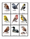 Bird Song Matching Cards with Audio - Montessori