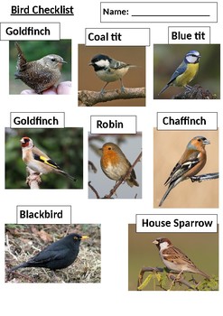 Preview of Bird checklist
