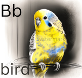 Bird flashcard