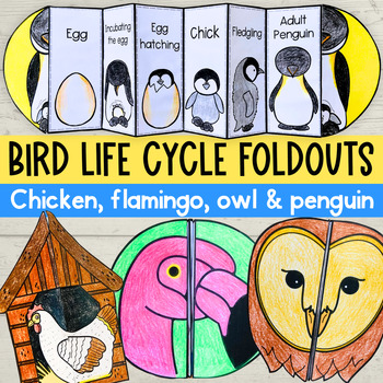 Preview of Bird life cycles accordion foldable activities owl flamingo chicken penguin