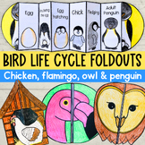 Bird life cycles accordion foldable activities owl flaming