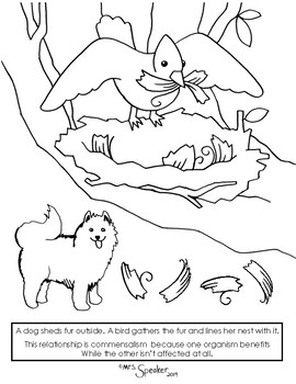 Commensalism Examples Clipart