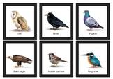 Bird species flashcard