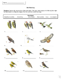 Birding Lesson (Worksheet/Google Slide/Bird Guide)