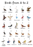 Birds A-Z Poster