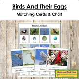 Birds And Their Eggs - Matching Cards