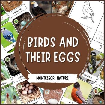 birds and their eggs montessori nomenclature cards by montessori nature