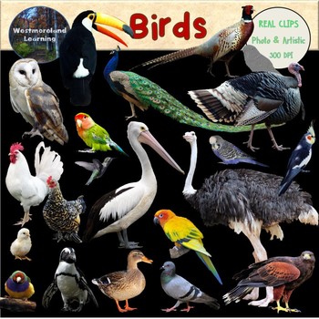 Preview of Birds Clip Art Photo & Artistic Digital Stickers Animal Groups