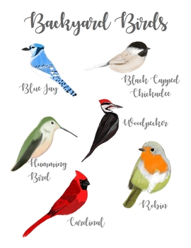 Preview of Birds Clipart - Freebie