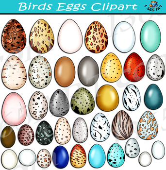 Preview of Birds Eggs Clipart