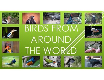 Preview of Birds From Around the World-Pictures, diet, habitat, attributes, babies.